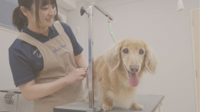 トリマーのトリミング中のダックスフンド